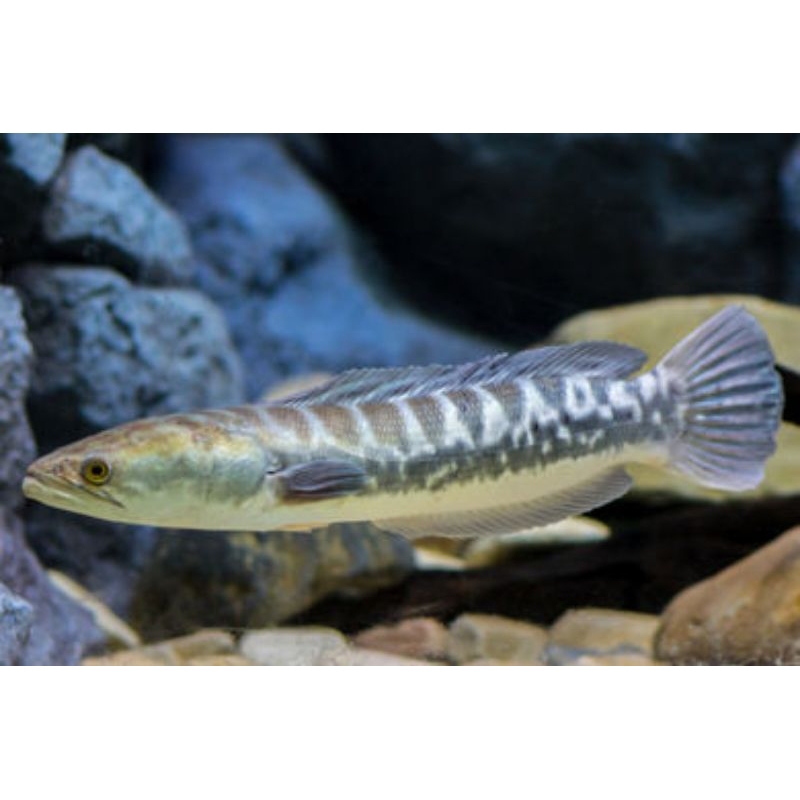 HIASAN AKUARIUM IKAN TOMAN