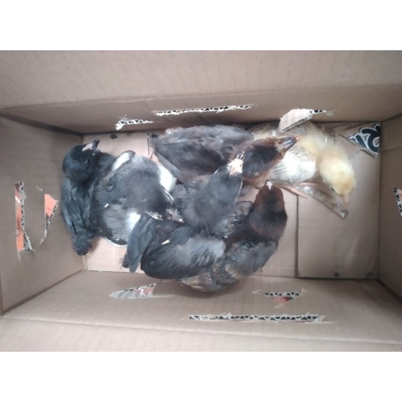 DOC AYAM KAMPUNG UNGGULAN KUB Umur 1-2 Minggu/ANAK AYAM KAMPUNG UNGGULAN KUB/DOC AYAM KAMPUNG JAWA/A