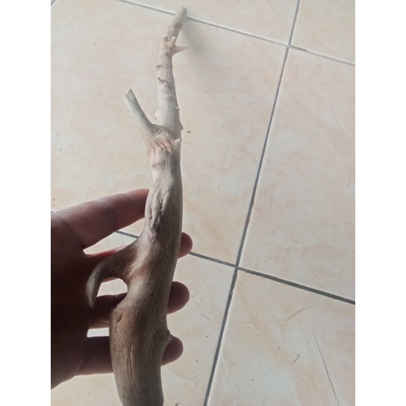 tongkt kayu boga bertuah asli alami