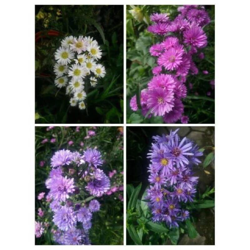 Tanaman Bibit Bunga Aster Pikok - Tanaman Hias Hidup Siap Tanam