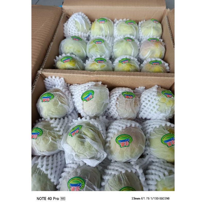 

PEAR XIANGLI JUMBO impor berat 6,5kg