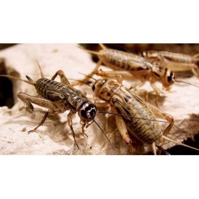 Jangkrik Hidup Pakan ikan berkualitas.