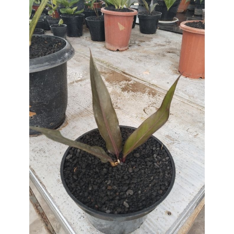 anthurium keris black warna mewah