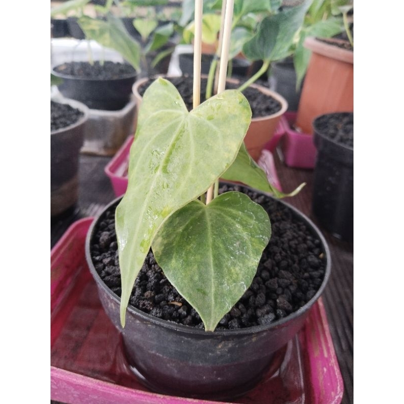 anthurium Hybrid varigata ( karakter mewah ) silangan alami dari pteroductyl varigata