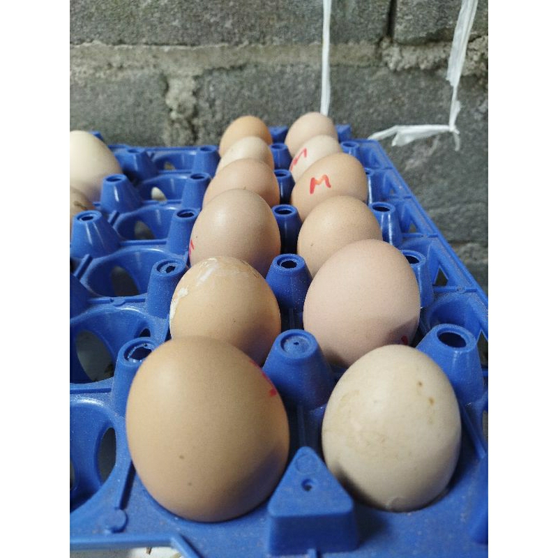 

paket telur bp3 10 butir