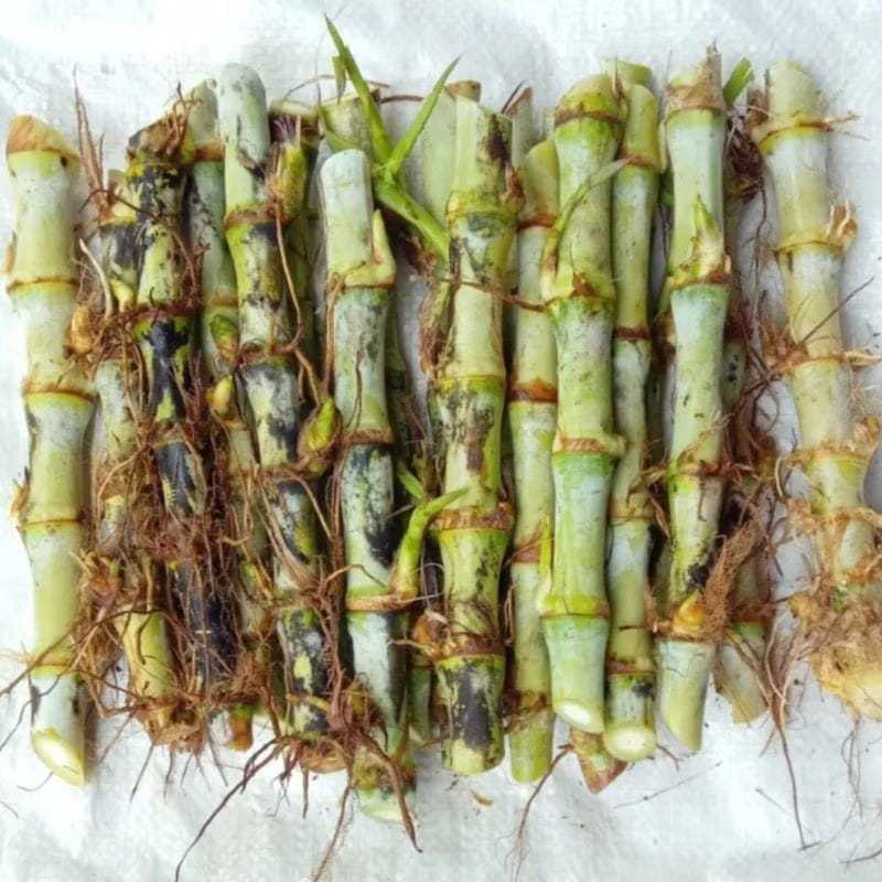 Bibit Rumput Odot super bukan odot biasa