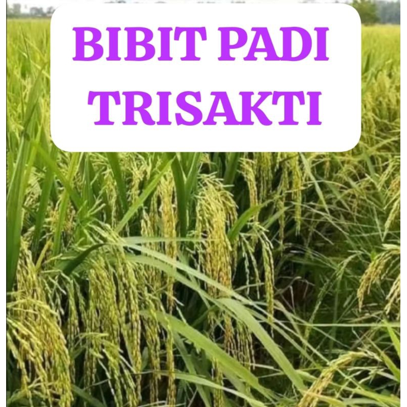 BIBIT PADI TRISAKTI                     Kemasan 10 Kg