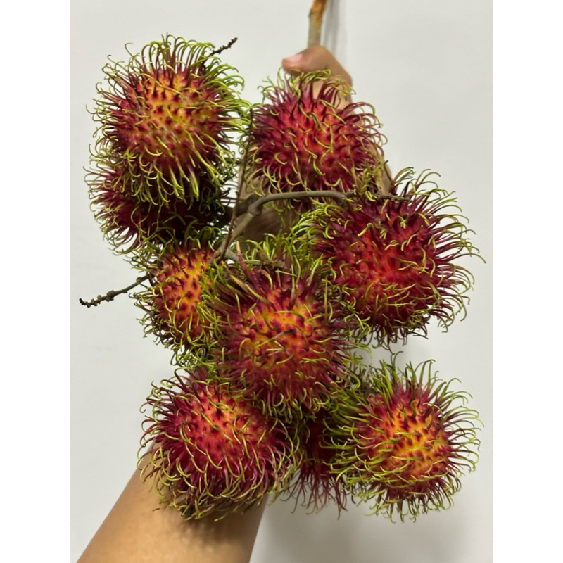 

Rambutan binjay 1kg fresh baru petik