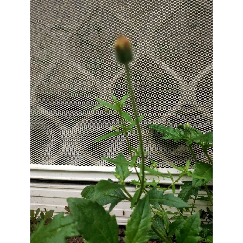 

daun obat herbal gletang sentang semput semutan melastoma