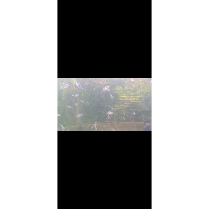 BURAYAK IKAN LOUHAN CENCU