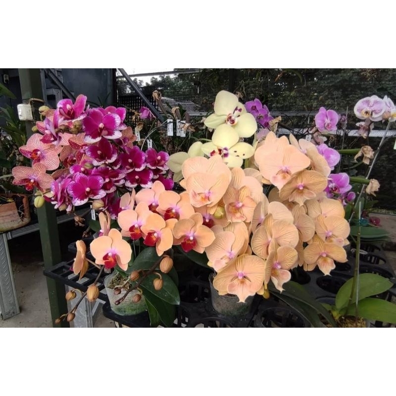 Anggrek Bulan JUMBO Berbunga