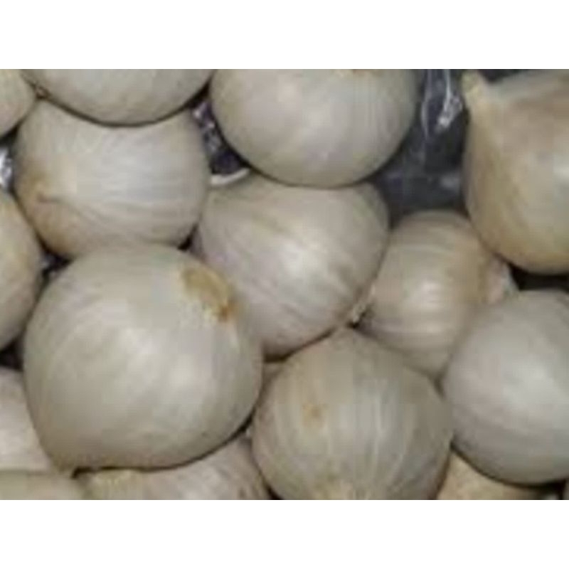 

BAWANG PUTIH TUNGGAL SUPER RP 12.000 / 100 GRAM