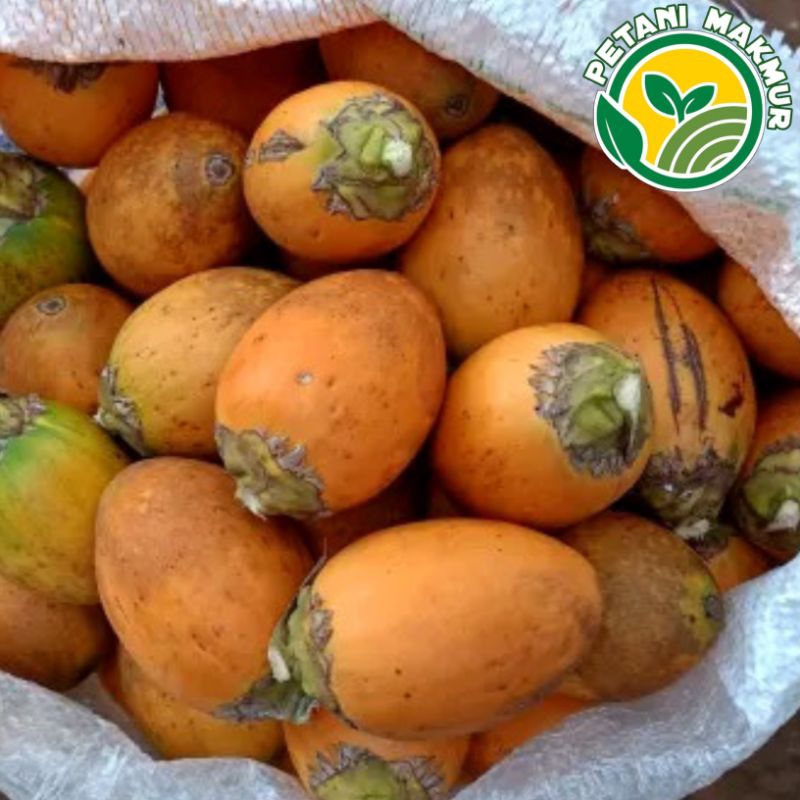 

Buah Pinang Jambe Tua Matang Dipohon Netto 1kg Fresh