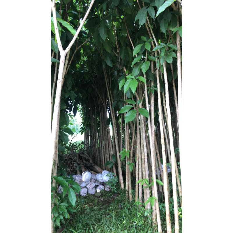 tabebuya 3 meter garansi 3 meter