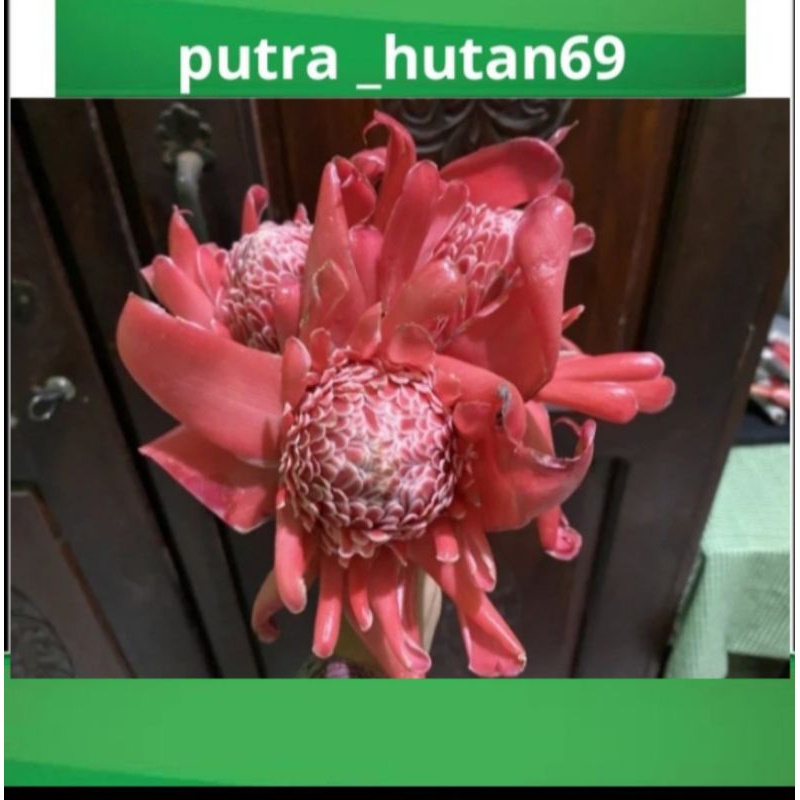 

BUNGA KECOMBRANG 750 G TERMURAH
