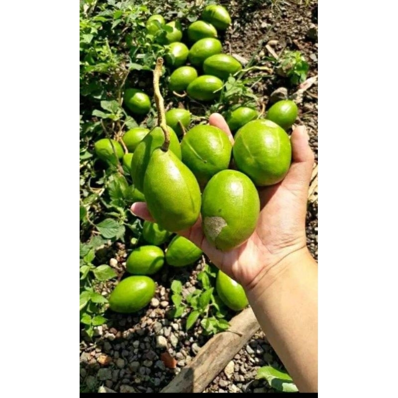 

KEDONGDONG ISI 500 GRAM