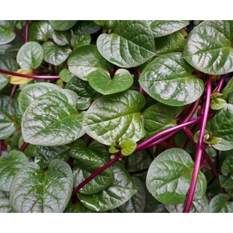 

Binahong[1] atau piahong (Anredera cordifolia) atau piyahong (bahasa Inggris: Heartleaf maderavine madevine)