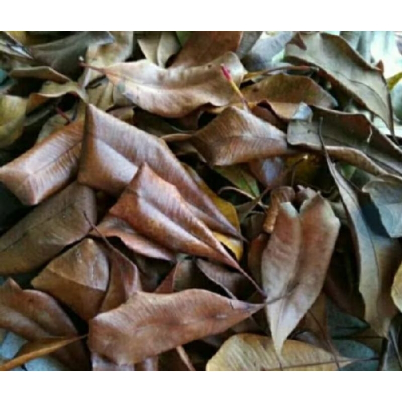 

DAUN CENGKEH KERING