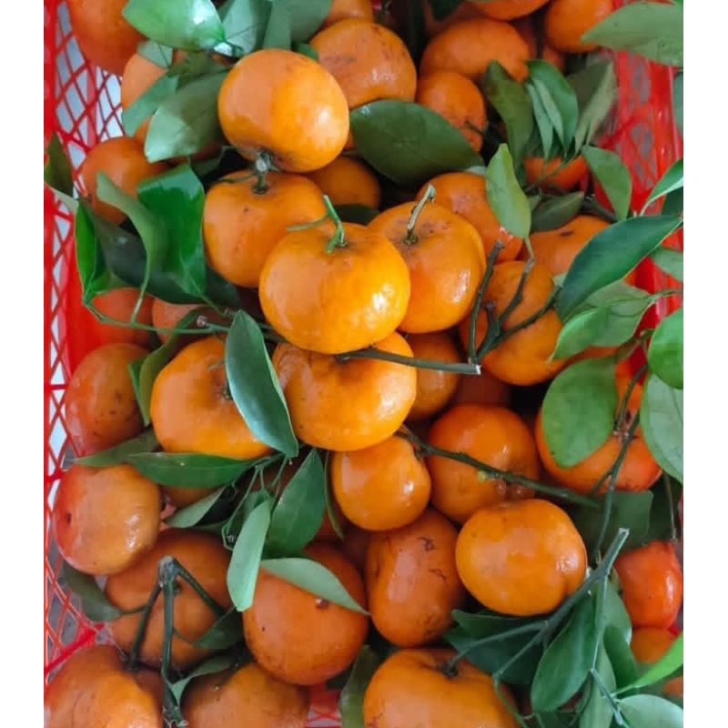

BUAH JERUK SANTANG DAUN MANIS 1 KG