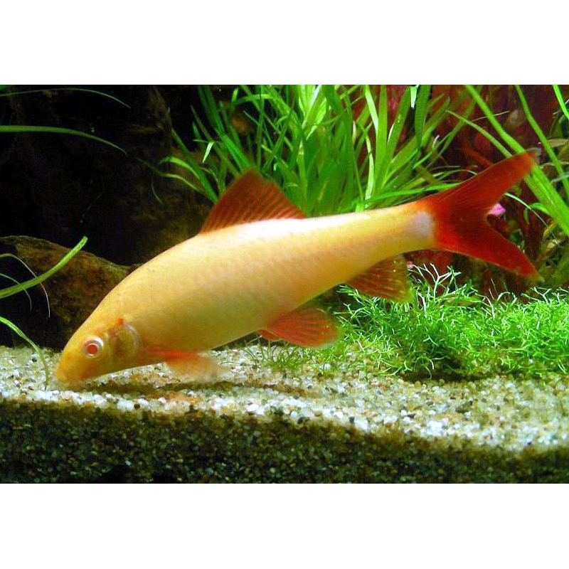 Hiasan aquarium Ikan hias Ikan redfin albino