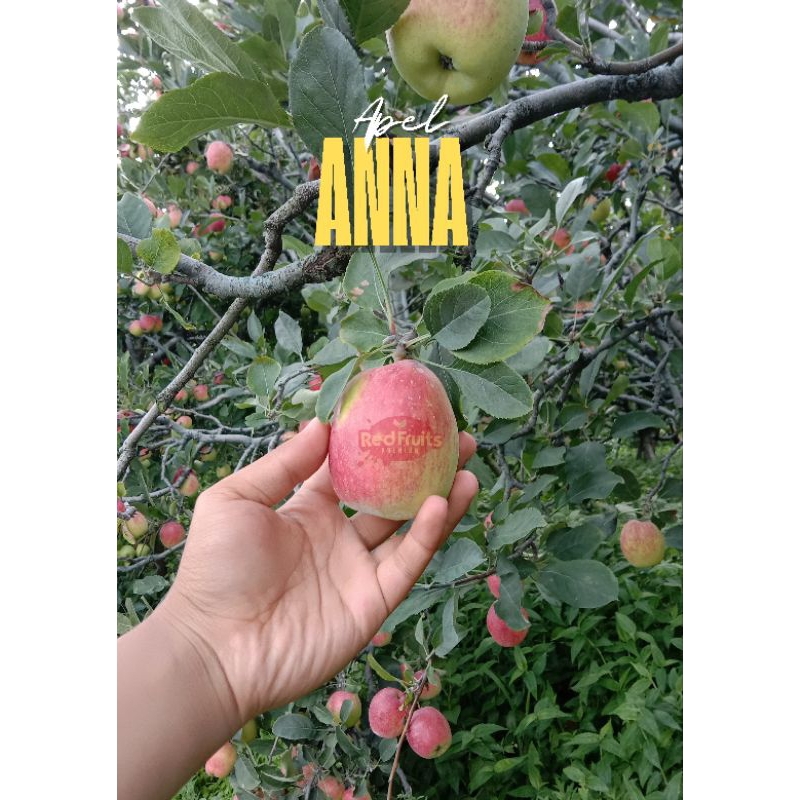 

Apel Anna fresh grade A+ size Sedang 1KG