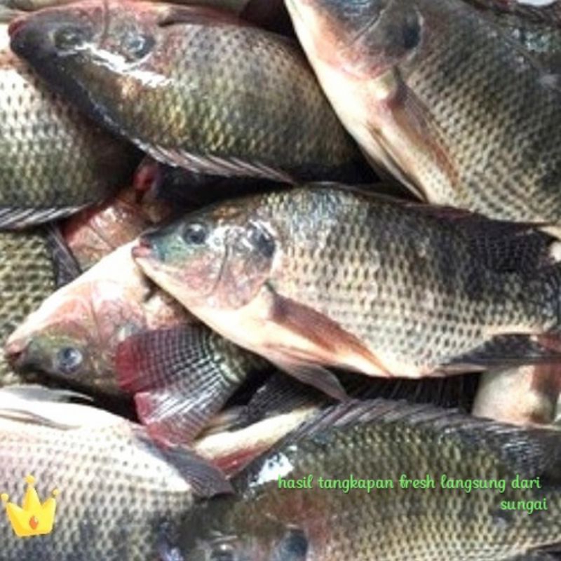 

Ikan Nila Hitam Segar
