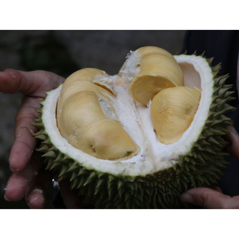 

DURIAN LAMPUNG UTUH / BERAT KURLEB 1KG / GARANSI 100% MANIS