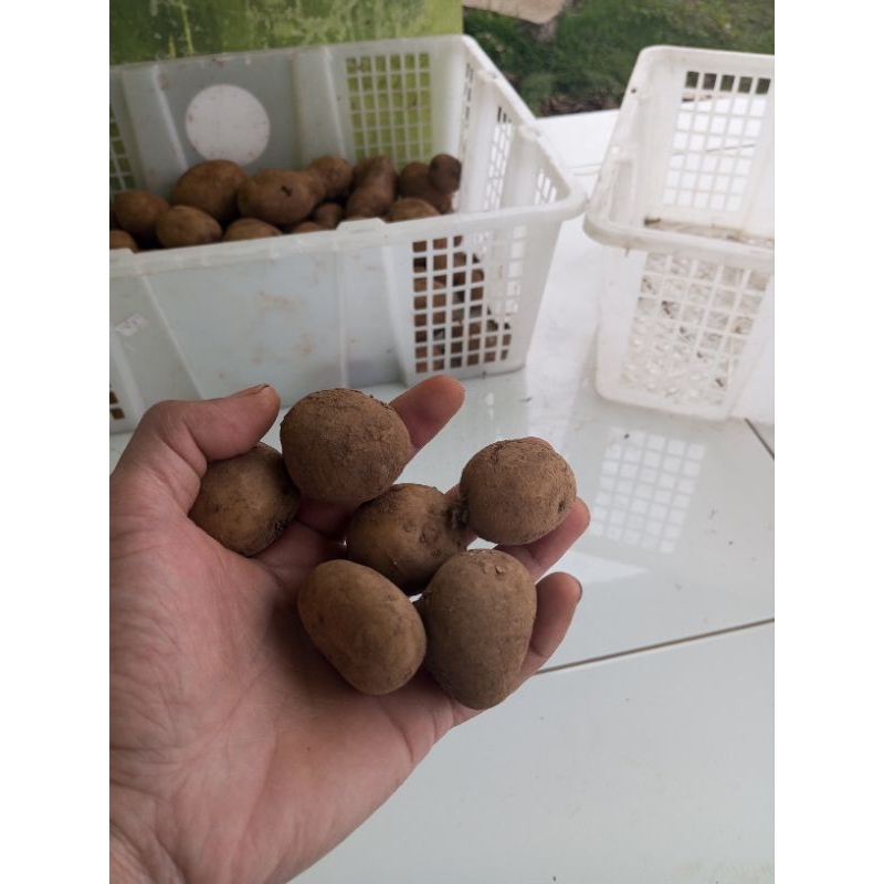 kentang dieng sedang / kentang kecil baby potato (1kg)