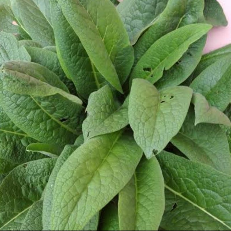 

Daun komfrey segar daun kompri 50 lembar pilihan