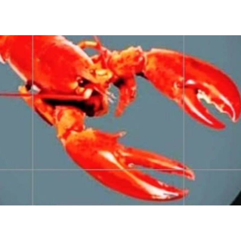 Paket Budidaya Lobster