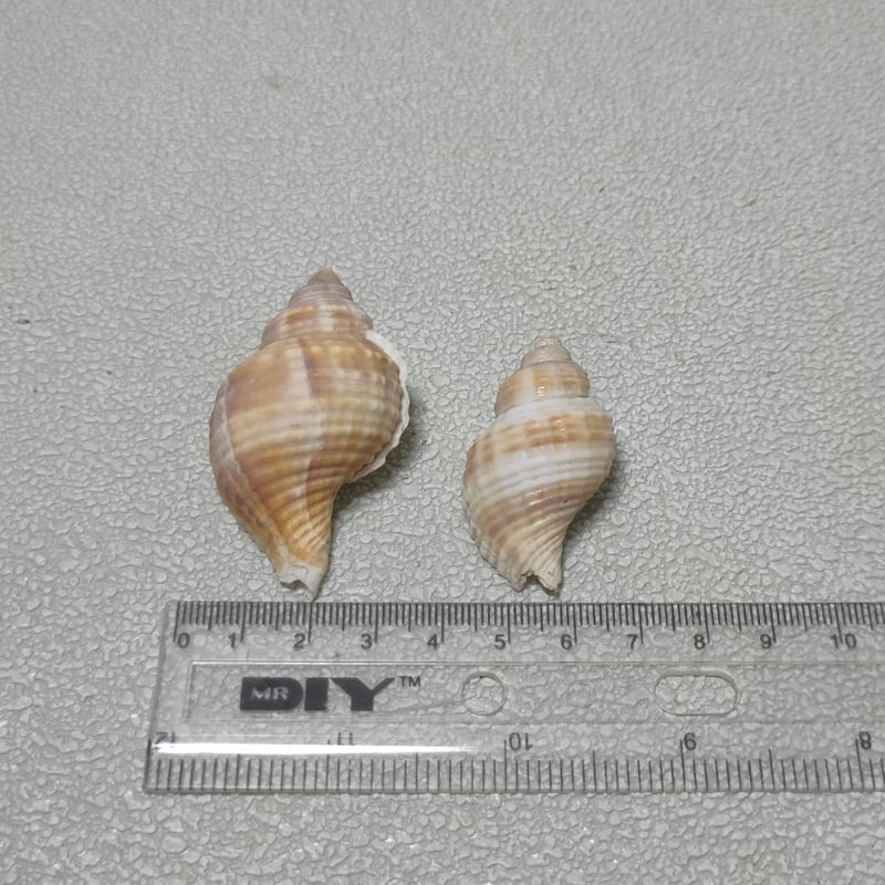 Cangkang keong cantik