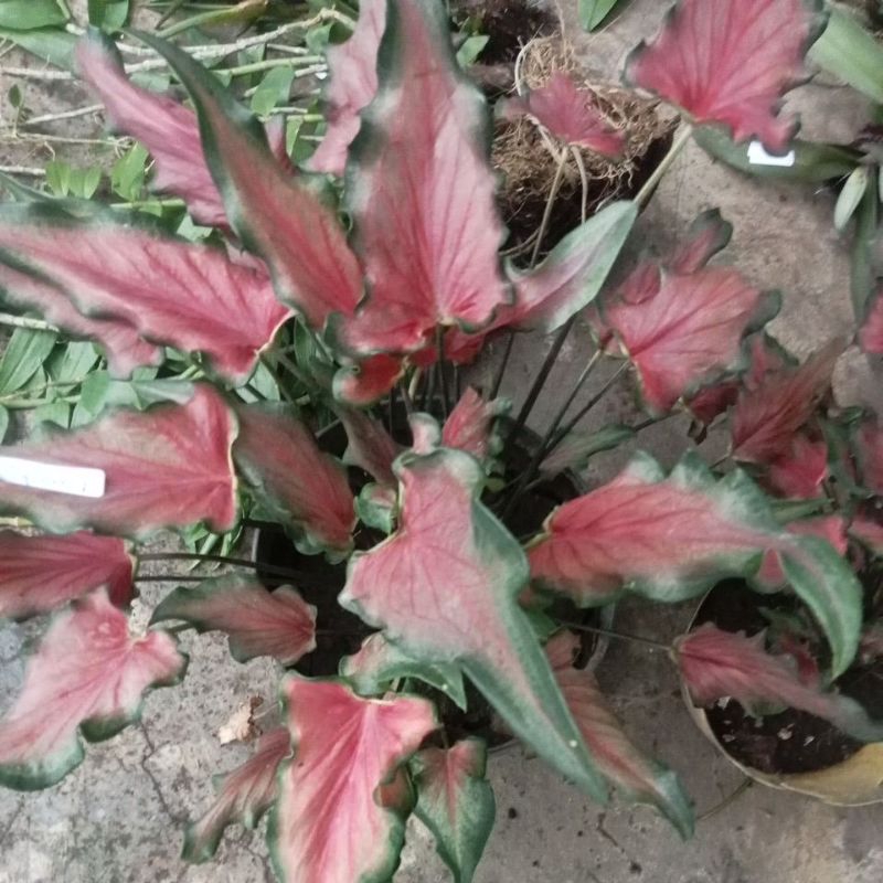 Keladi keris keladi hias