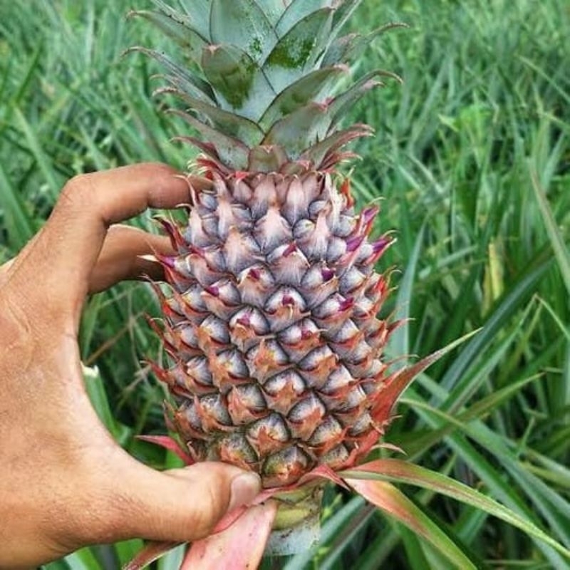 

NANAS MUDA ASLI AMPUH SATU PCS UKURAN PAS