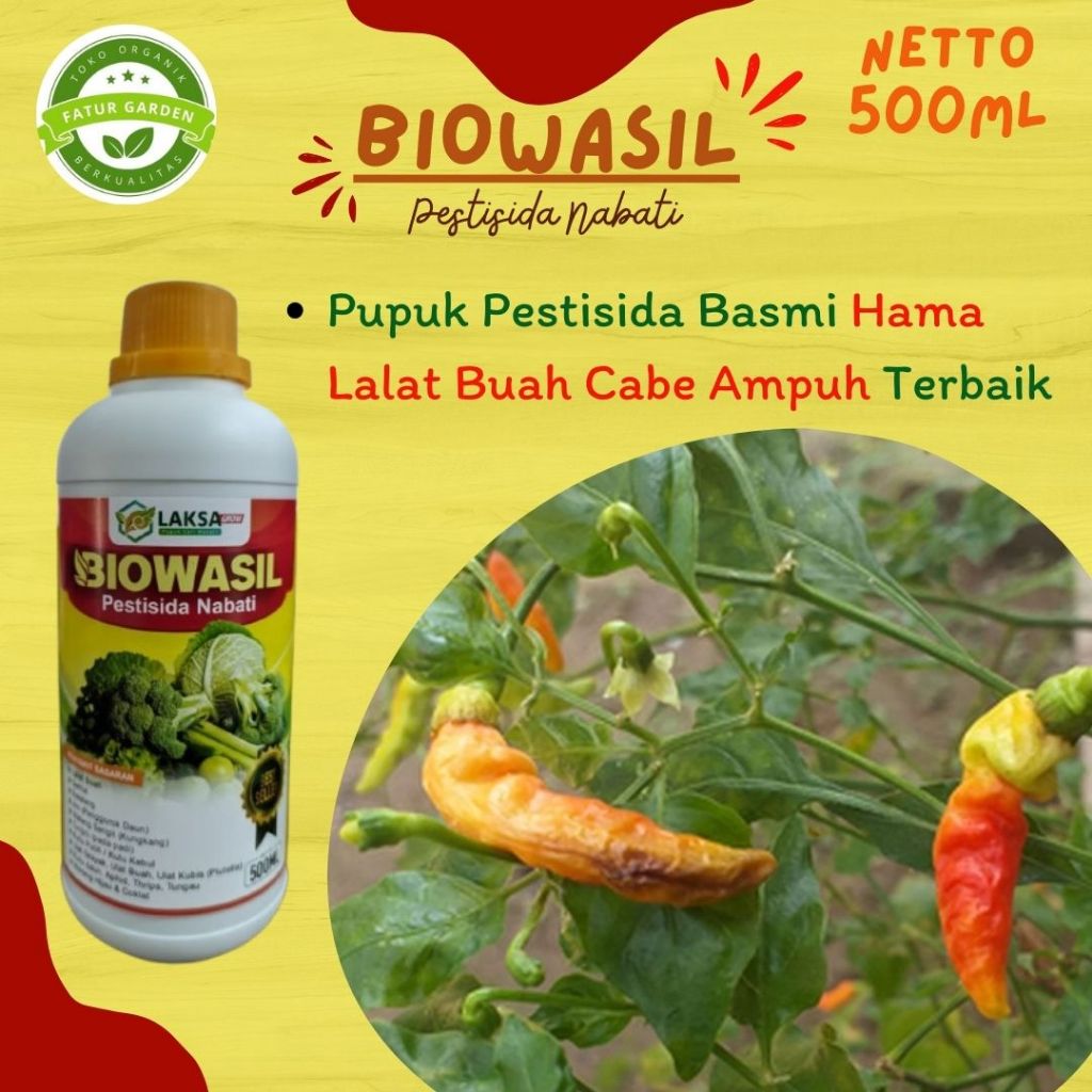 Obat atasi lalat buah cabe paling ampuh - BIOWASIL 500ML - Insektisida basmi lalat buah cabe terbaik