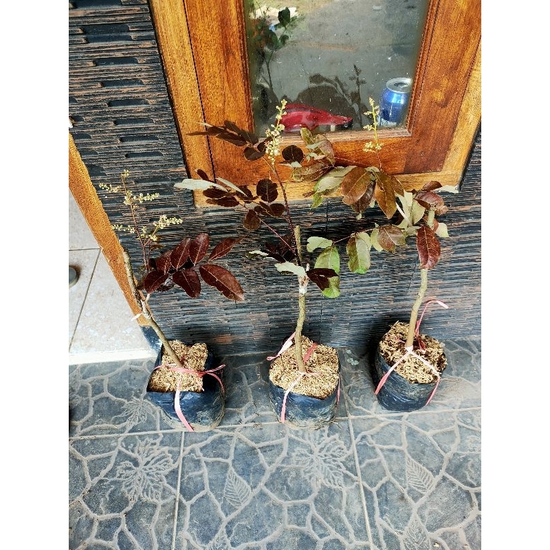 KELENGKENG MERAH BERBUNGA