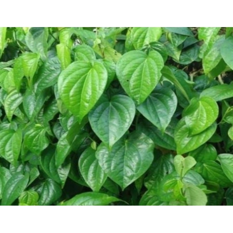 

Daun Sirih Petik darikebun per 30 helai