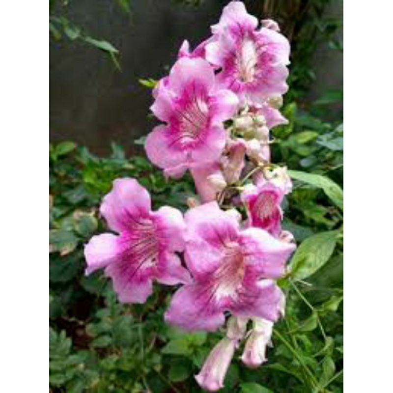 tanaman stecoma bunga pink tecoma/stecoma pink