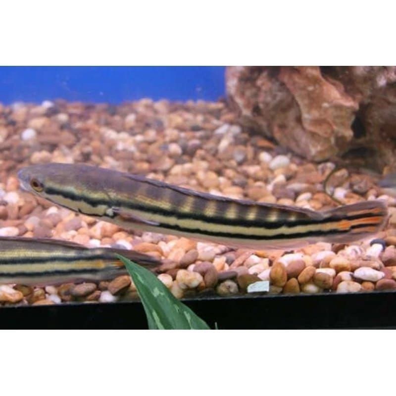 hiasan aquarium/Toman