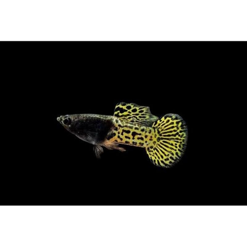 ikan hias guppy metal snakeskin yellow lace roundtail