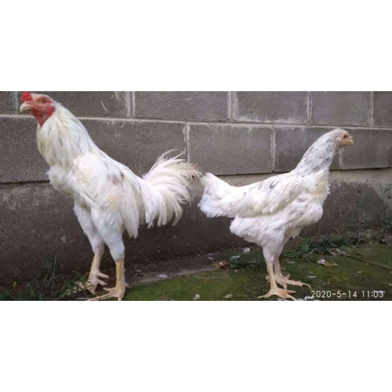 

TELUR FERTIL AYAM SENSI BALITBANGTAN UNTUK DITETASKAN