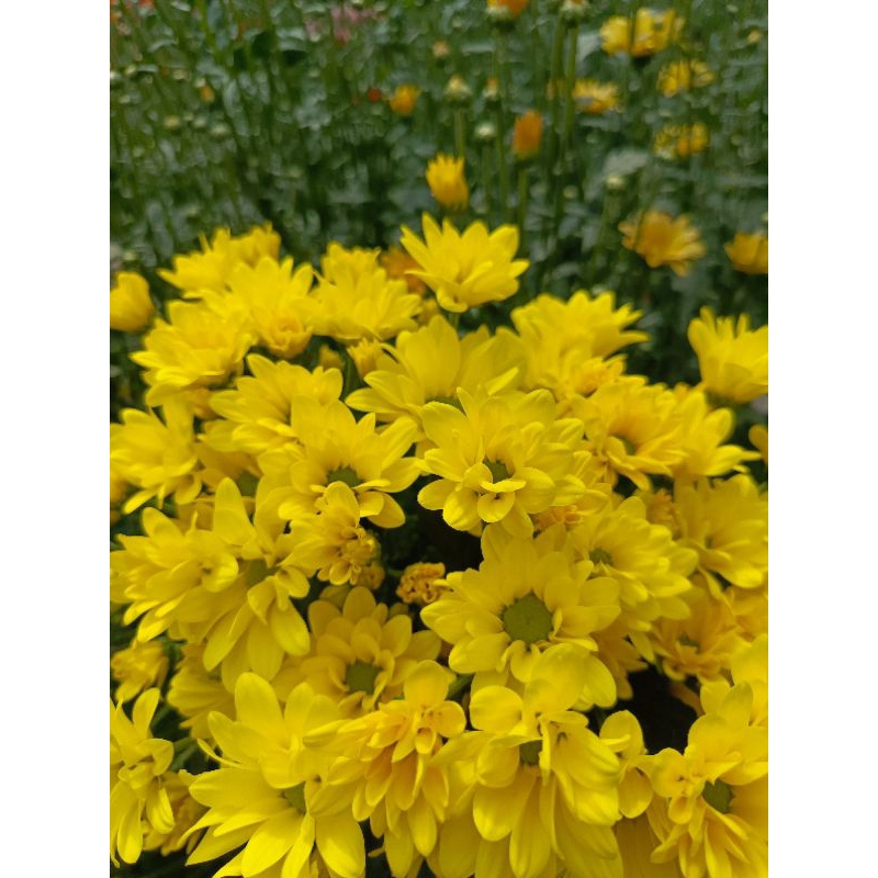bunga potong aster segar