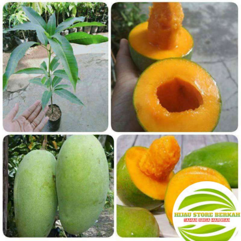Bibit Buah Mangga Alpukat Berbunga/Berbuah