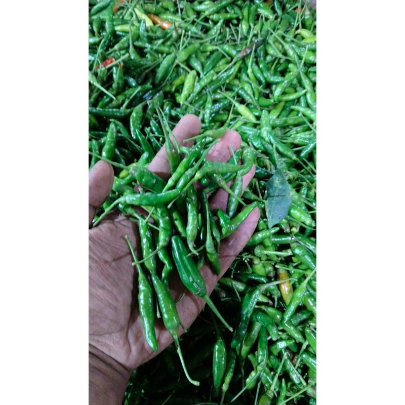 

Cabai Rawit Hijau murah 250gr, 500gr, 1000gr