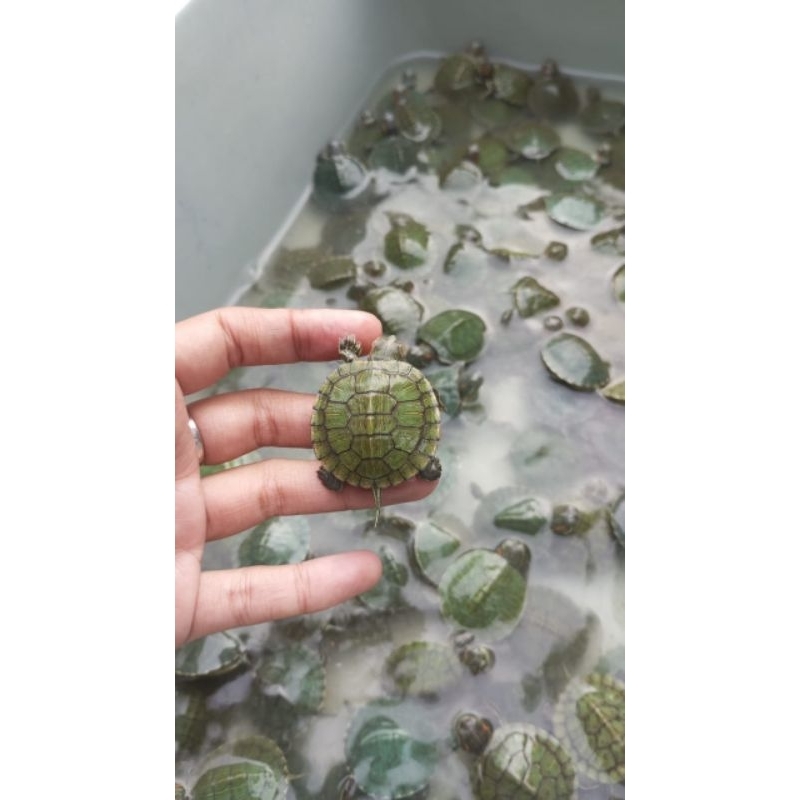 Kura kura Brazil