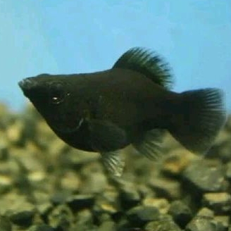 

MOLLY HITAM UKURAN 2-3 CM