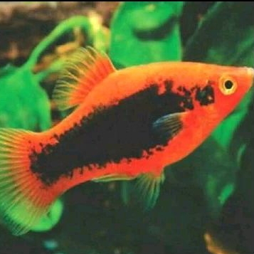 

KADO HIASAN AQUARIUM_PLATY TUXEDO UKURAN 4-6 CM