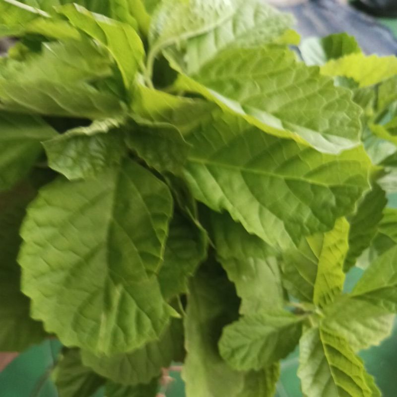 

Daun Keji Beling Jawa 10 lembar Petik Langsung.