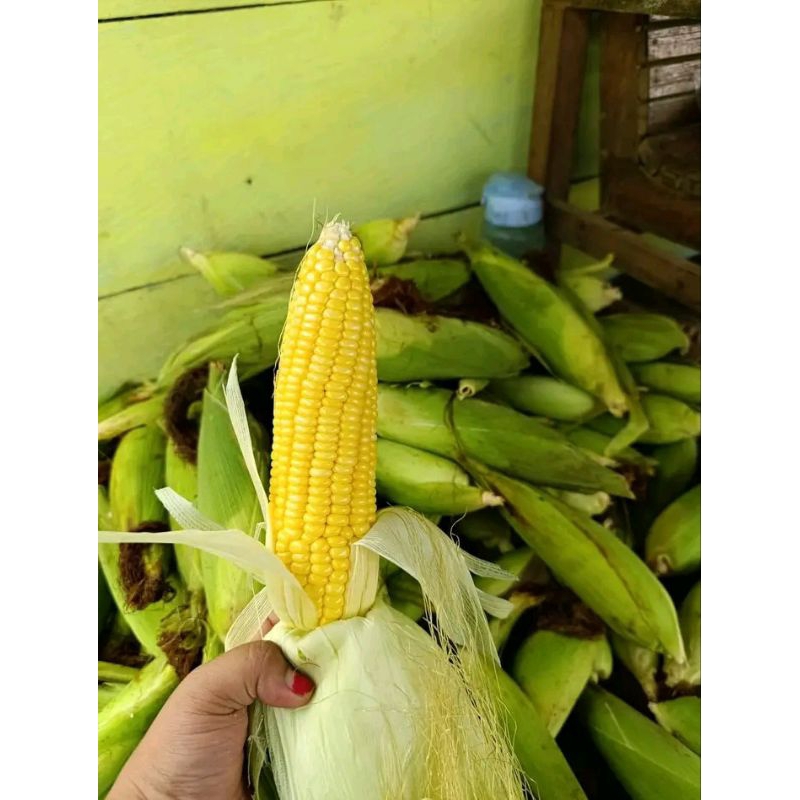 

JAGUNG MANIS SUPER MURAH 1KG