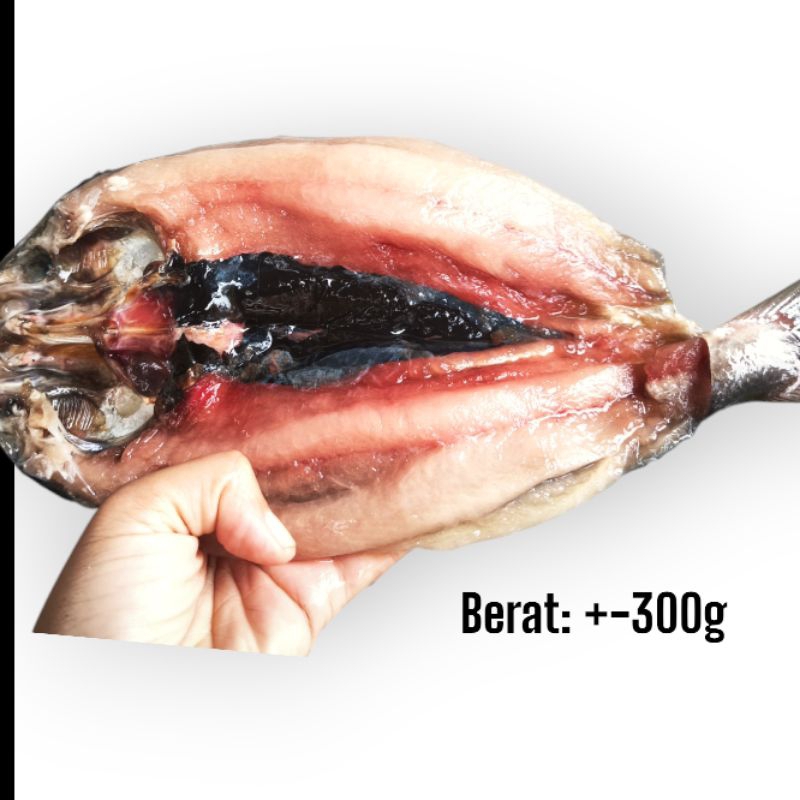 

BANDENG TANPA DURI UKURAN BESAR