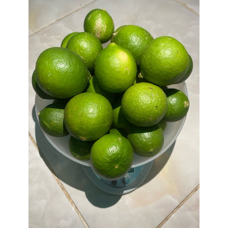 

jeruk nipis 2kg ukuran sedang dan besar baru petik dari kebun